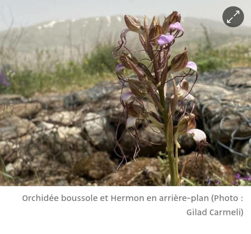 Himantoglossum 3