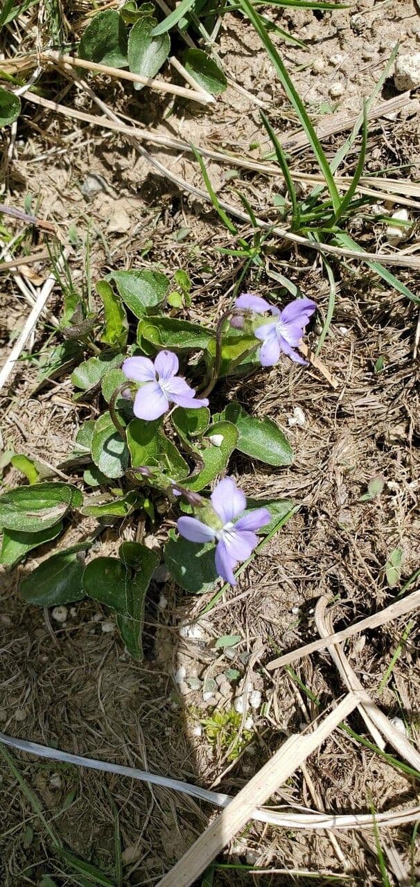 Viola sagittata 4