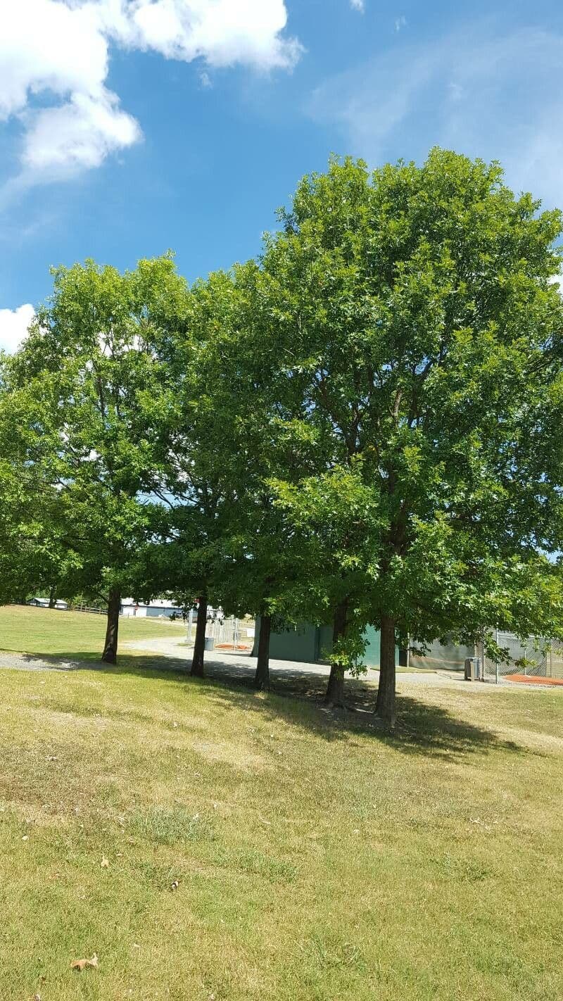 Quercia lira 3