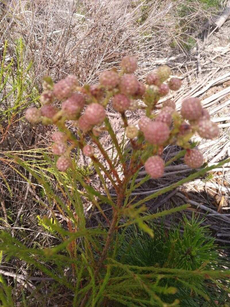 Psoralea 6