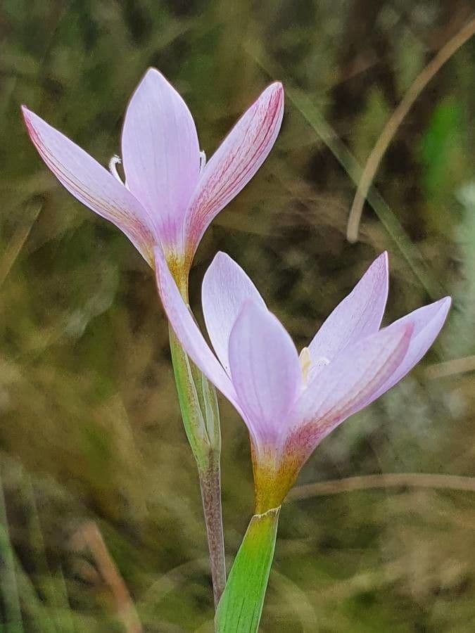 Hesperantha 3