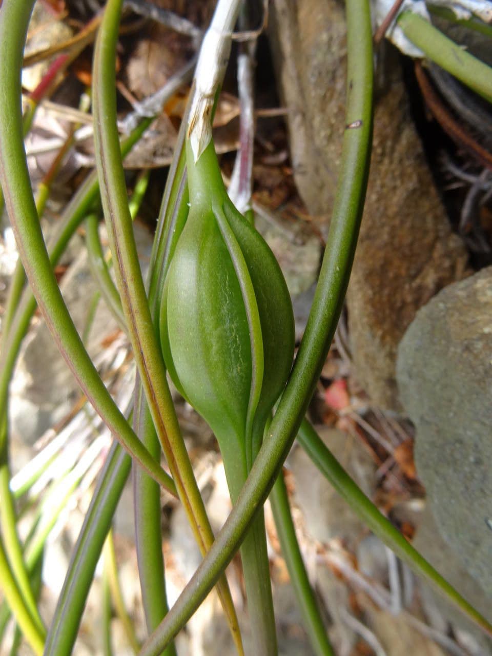 Brassavola