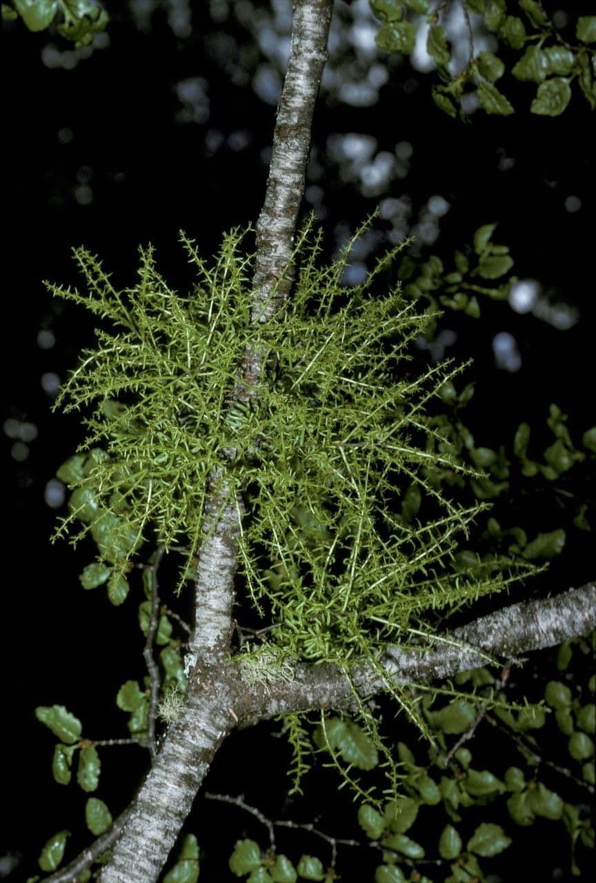 Misodendrum