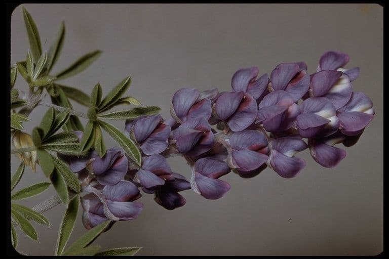 Lupinus di Hill