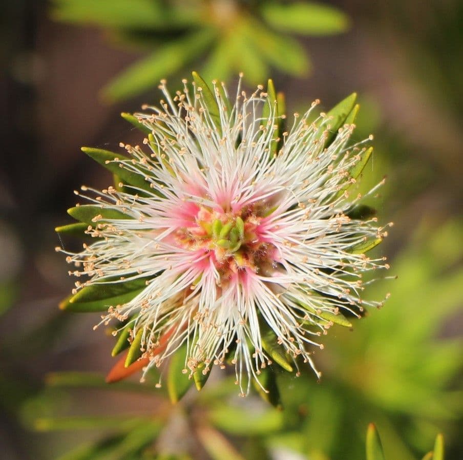 Teebaum 4