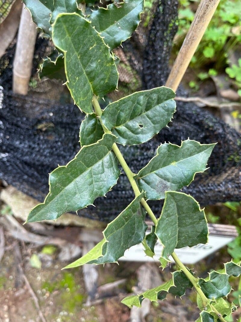 Citronela 9