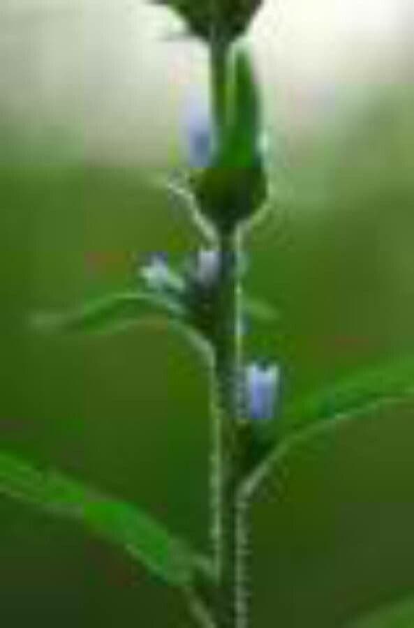 Campanula cervicaria 22