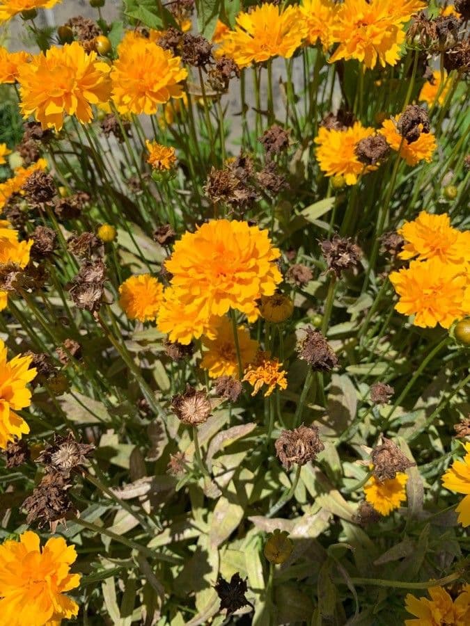 Coreopsis grandiflora 28