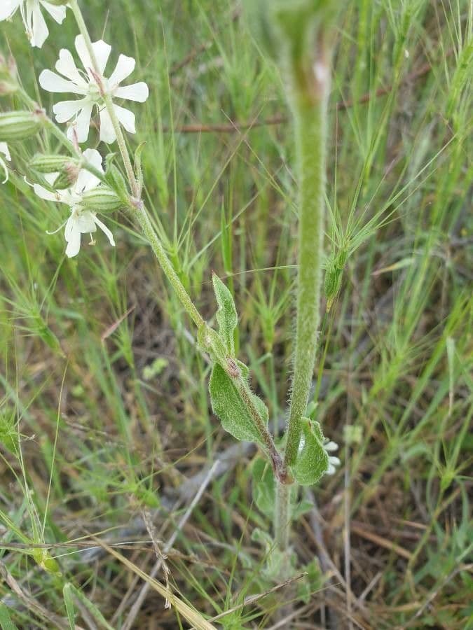 Silene dicotoma 18