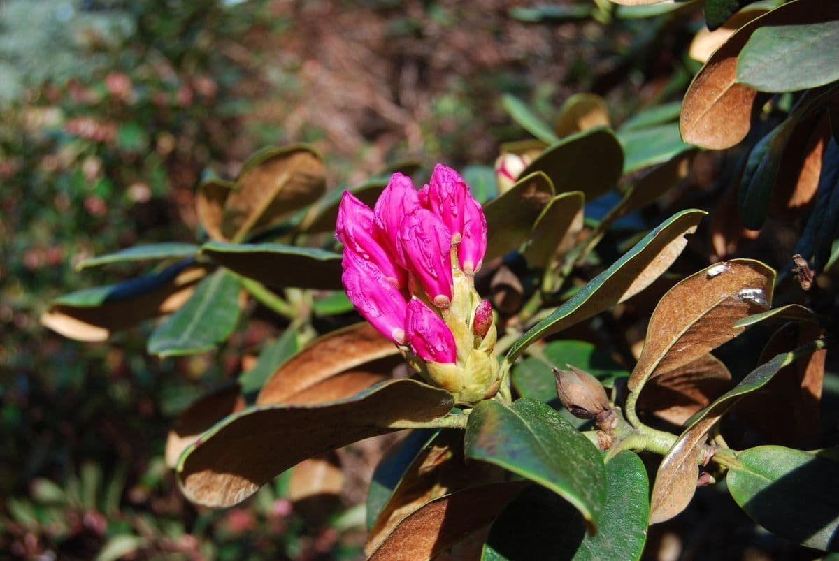 Rododendro mimetes