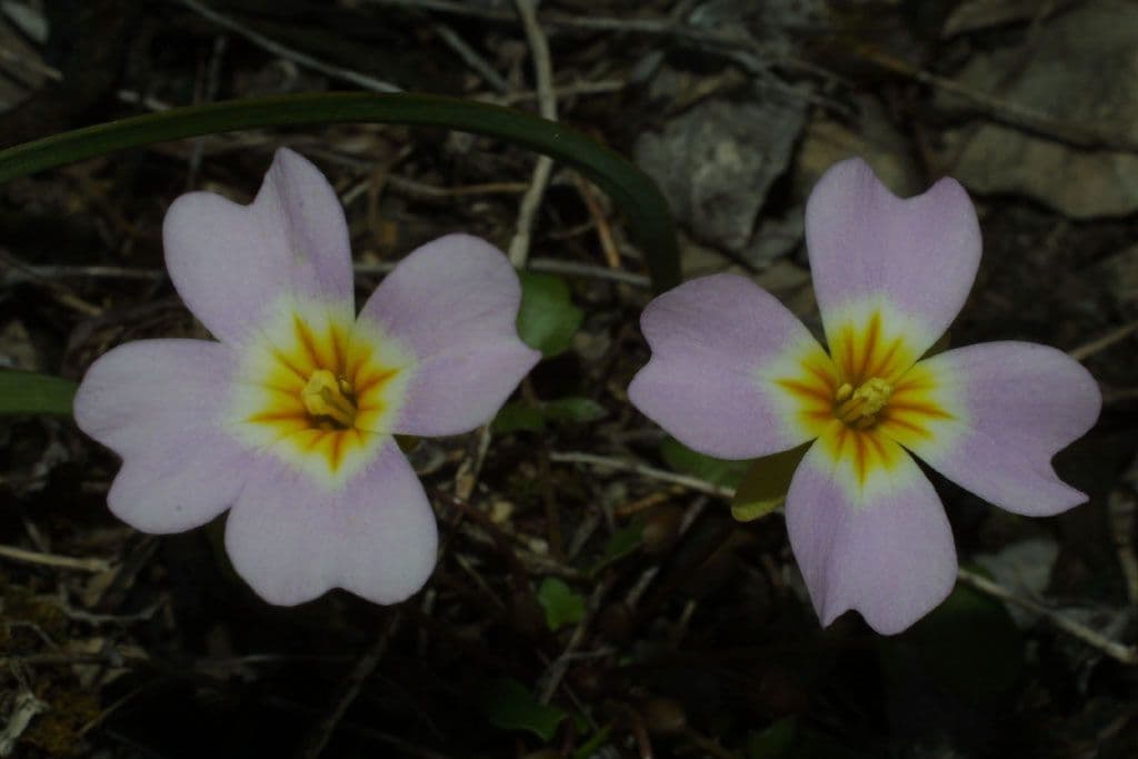 Styloide Glockenblume 3
