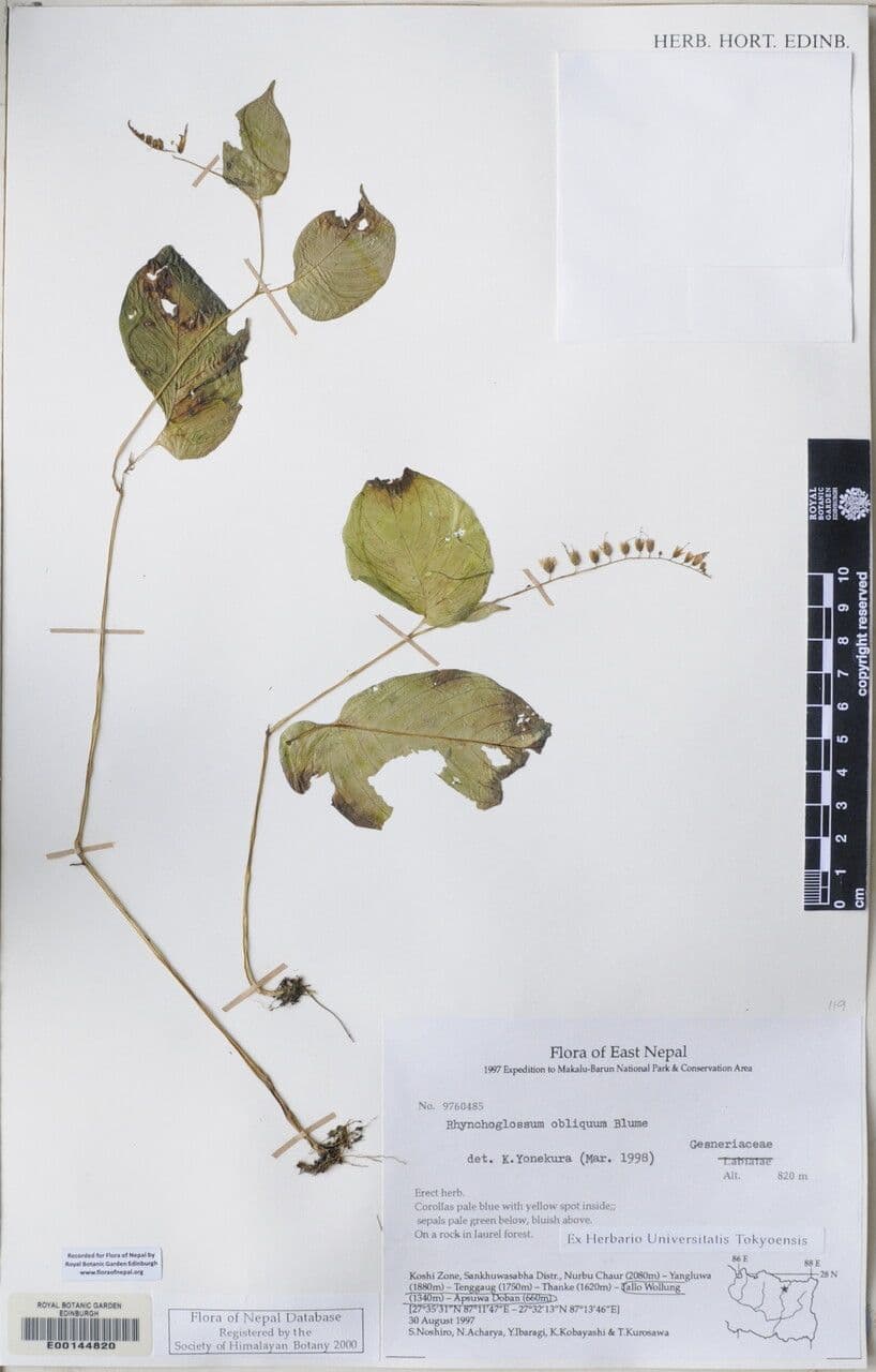 Rhynchoglossum 8