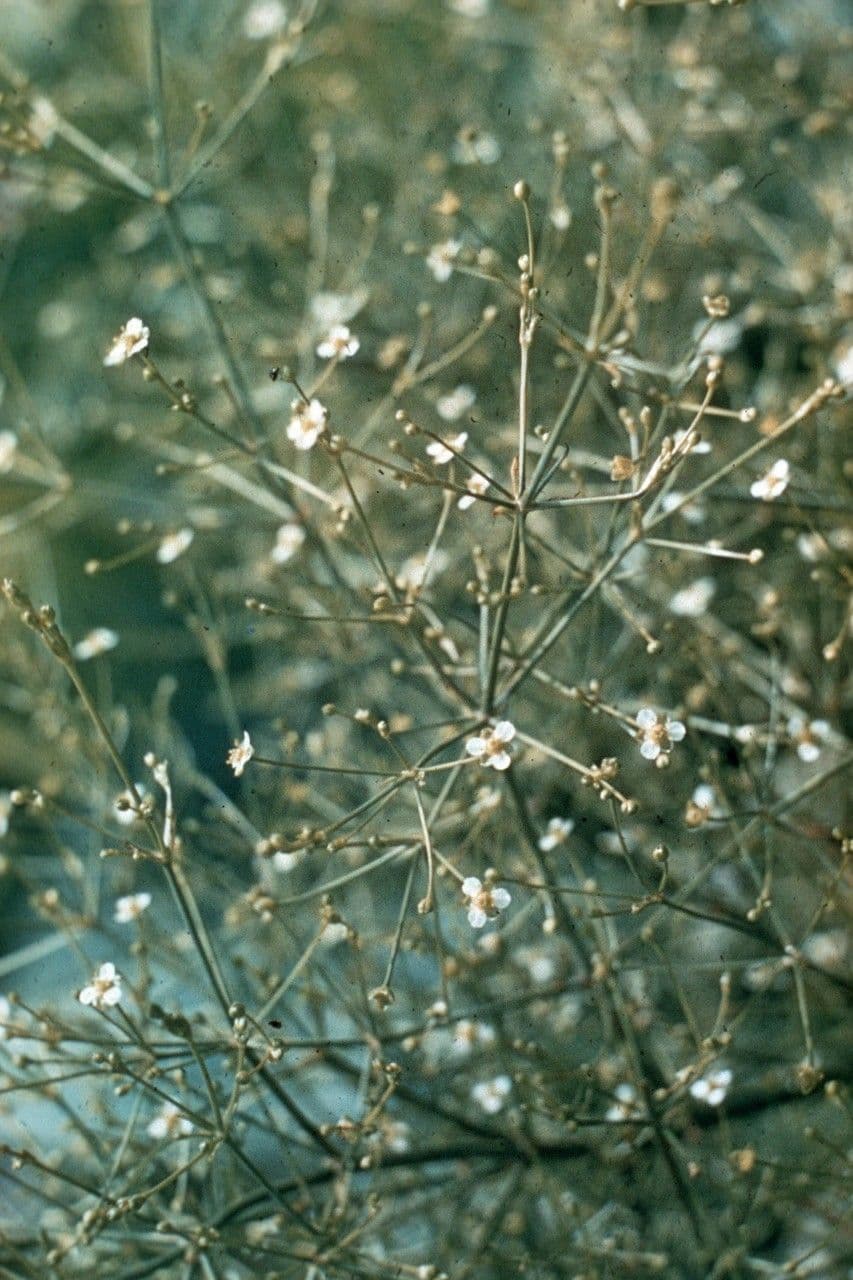 Alisma subcordatum 8