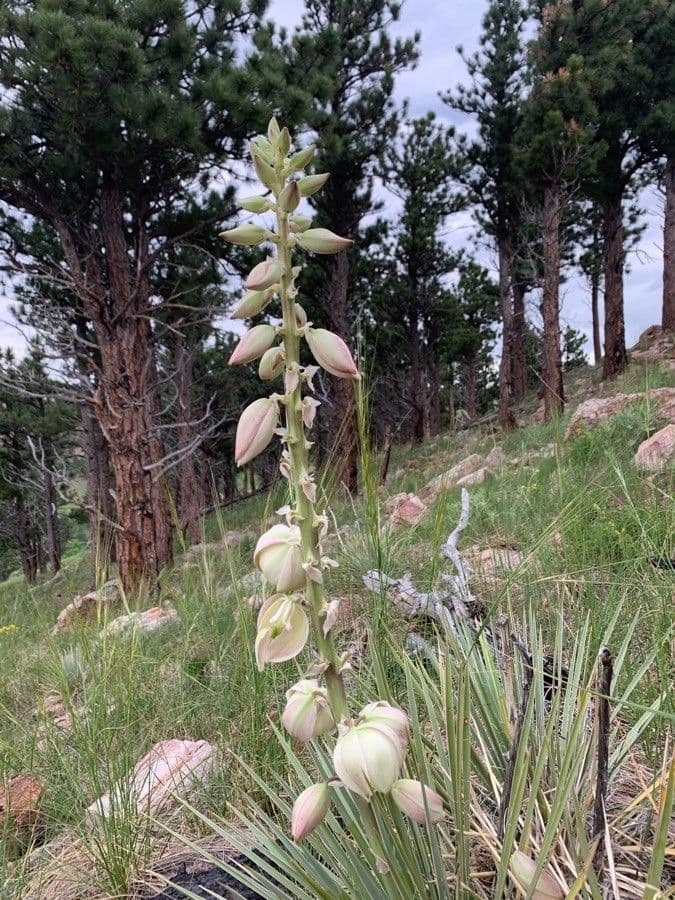 Yucca glauca 6