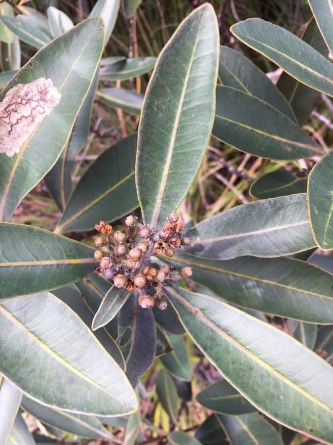 Tristaniopsis