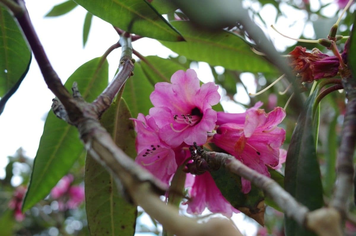 Rododendron anthosphaerum 2