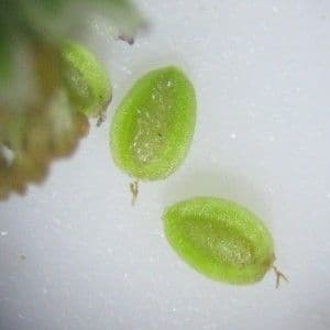 Cotula australis