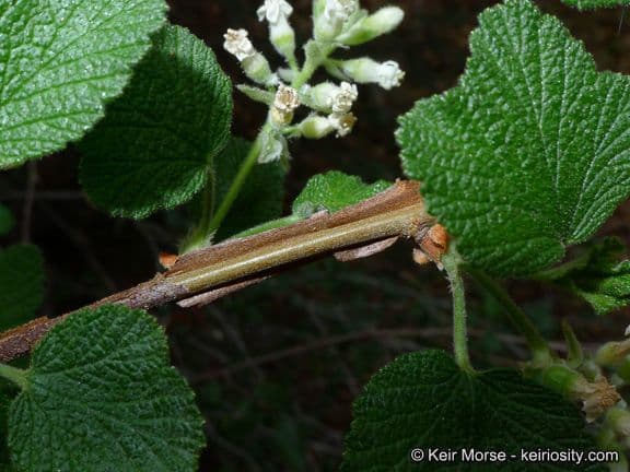 Ribes senza odore 16