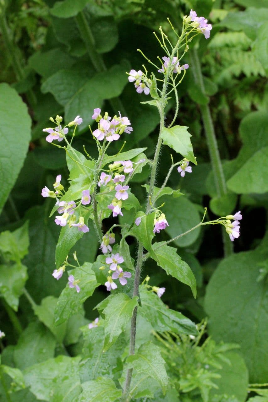 Arabidopsis cebennensis 10