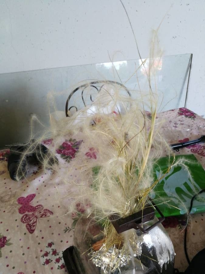 Stipa barbata 8