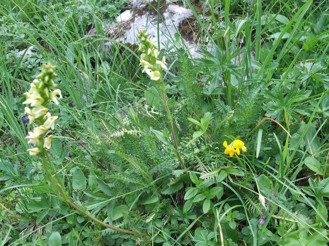 Pedicularis ascendens 8