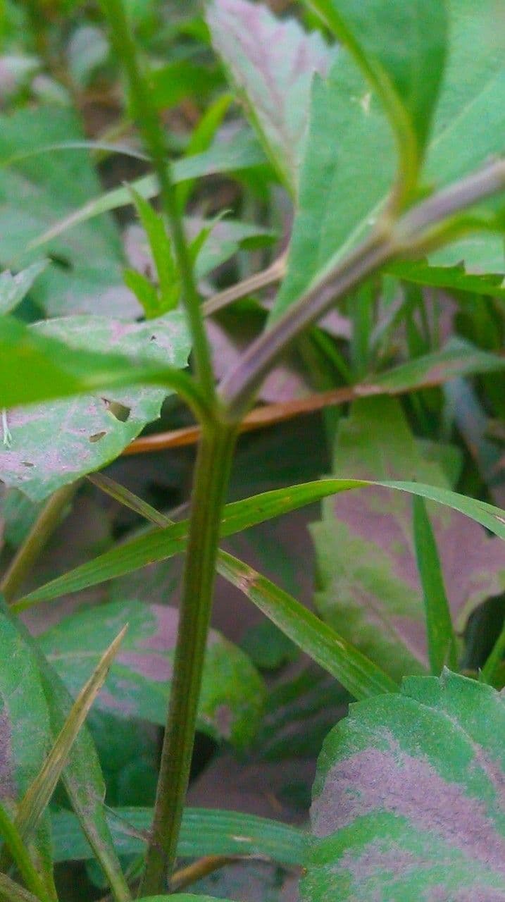 Lippia lanceolata 18