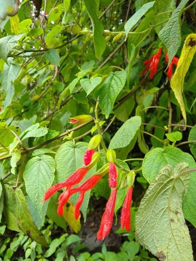 Salvia splendente 11