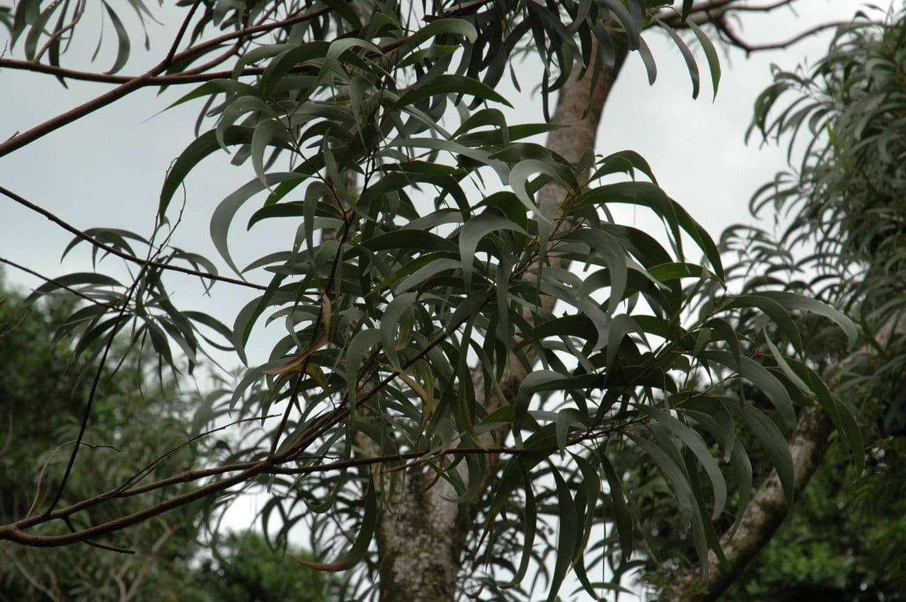 Acacia Koaoha 10