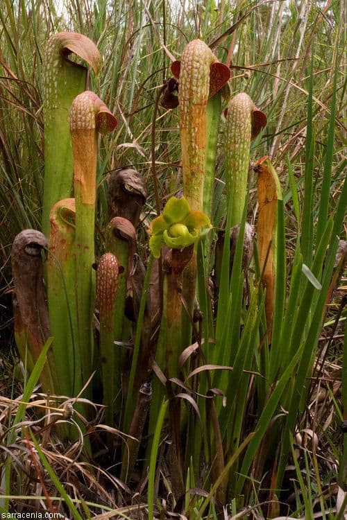 Sarracenia minore 7