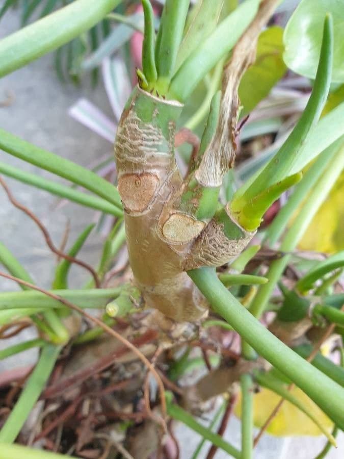 Filodendron Burle-Marxa 12