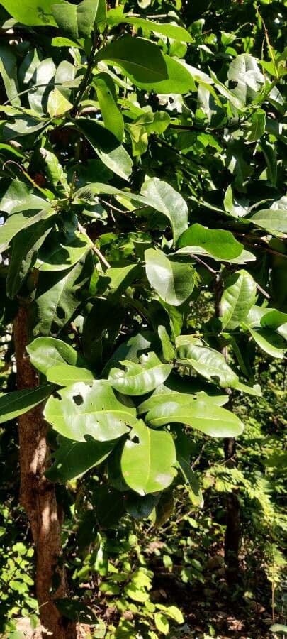 Ixora pavetta 2