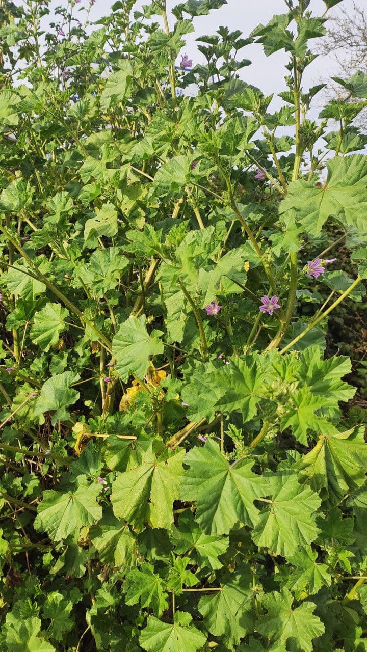 Malva multiflora 13