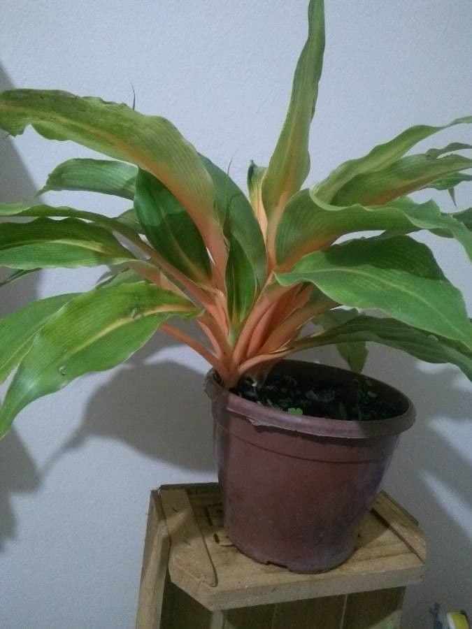 Chlorophytum 15