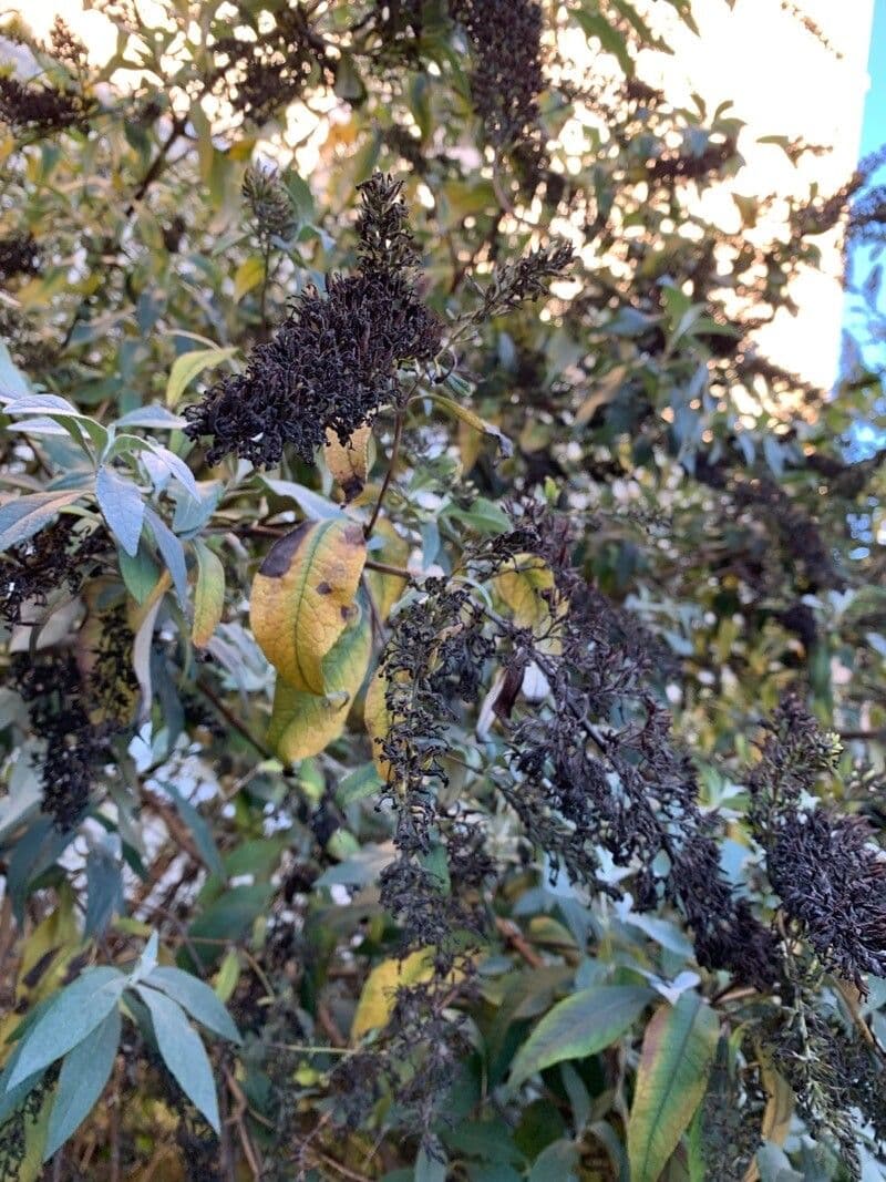 Buddleja asiática 5
