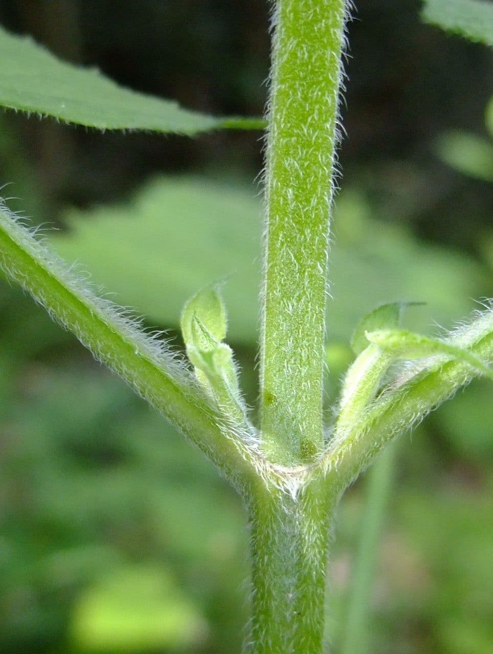 Salvia vischiosa 23