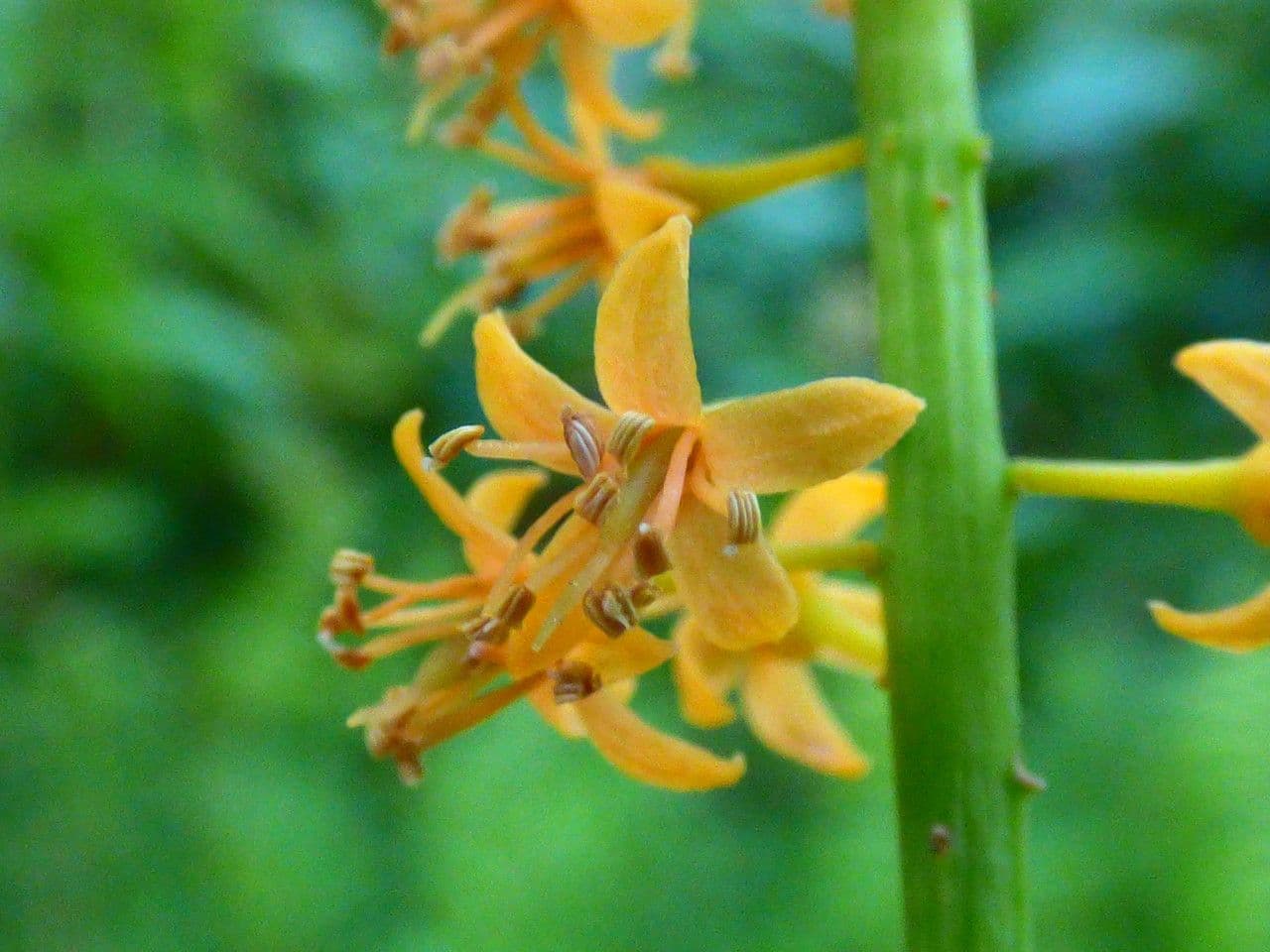 Korallenbaum 8