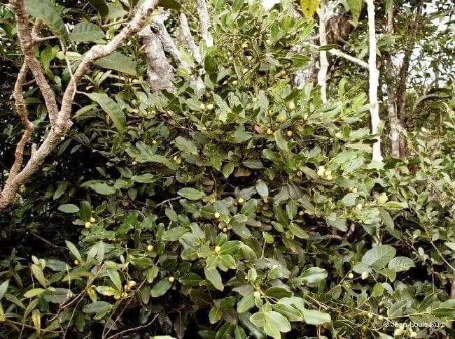 Diospyros 8