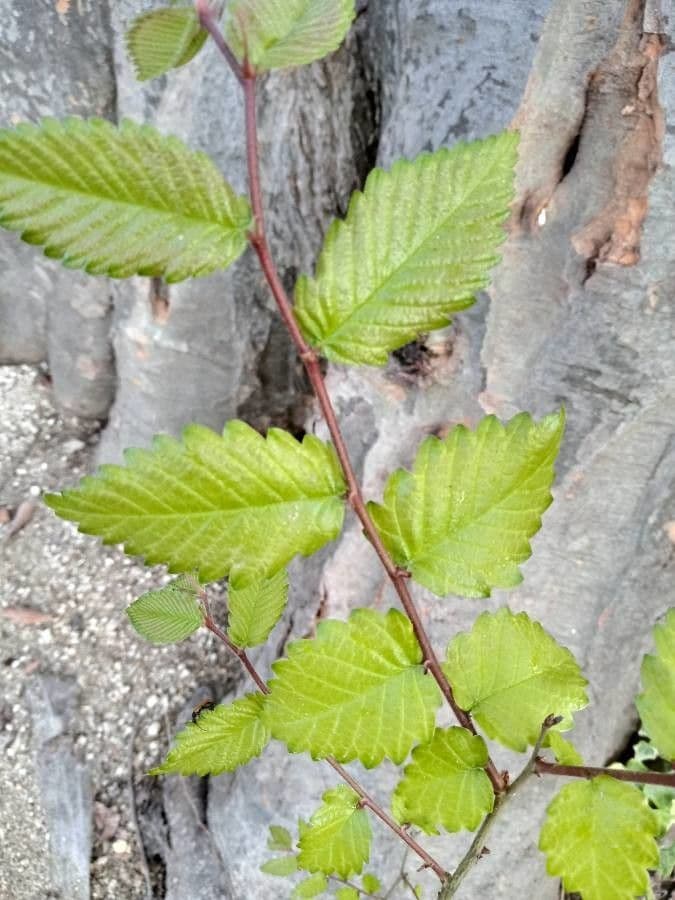 Zelkova del Caucaso 3