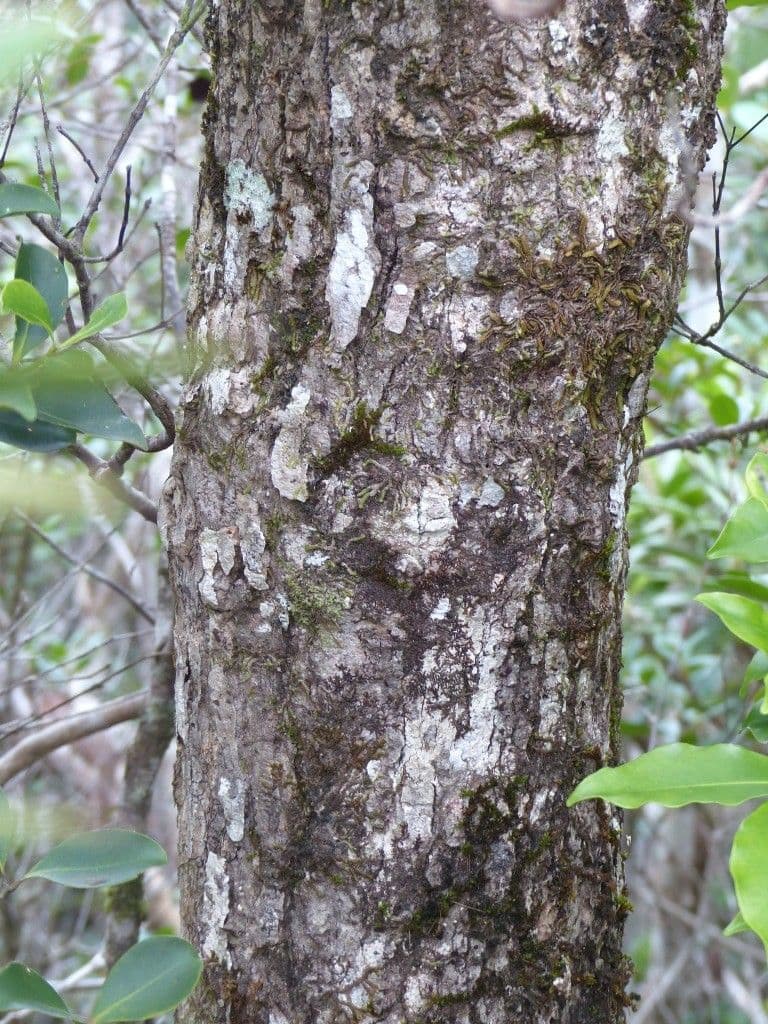 Gastrolepis 10