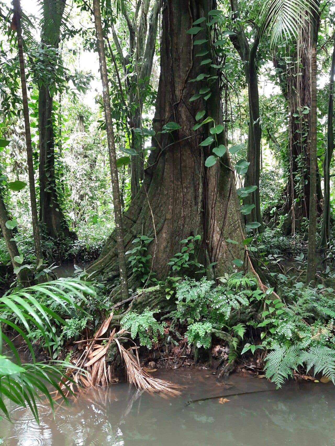 Inocarpus 13