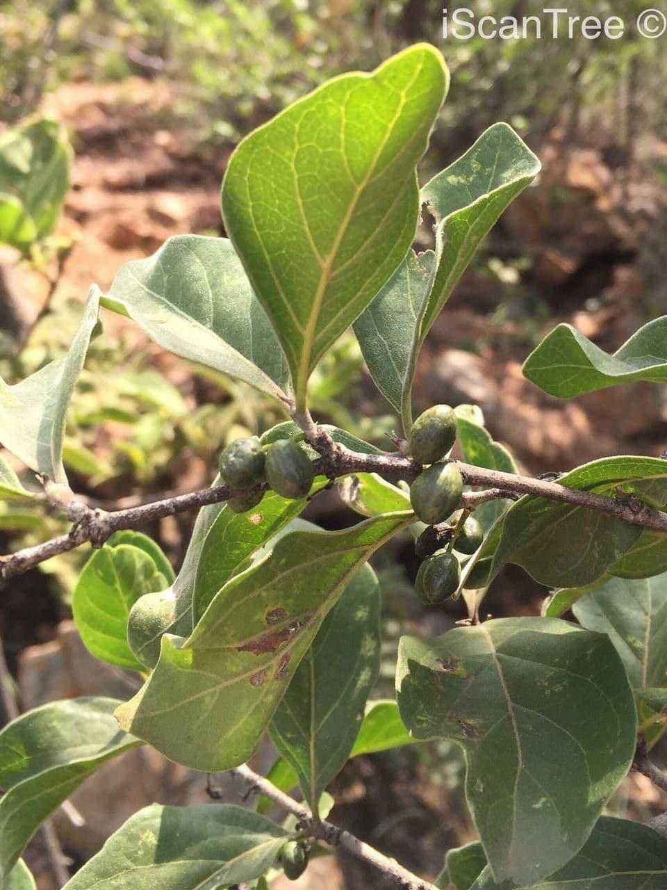 Afrocanthium gilfillanii 2