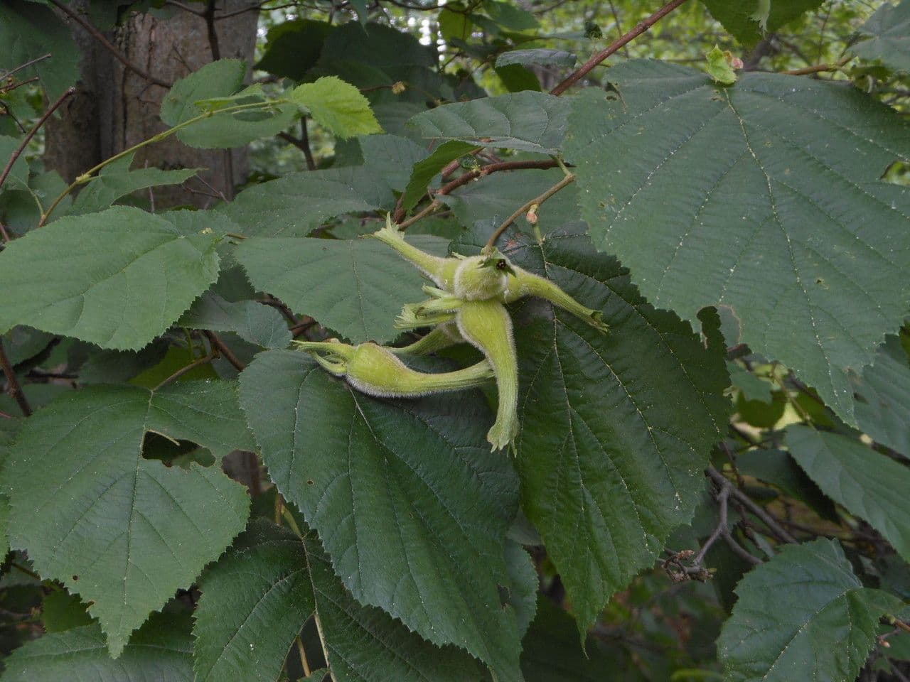 Nocciolo cornutato 12