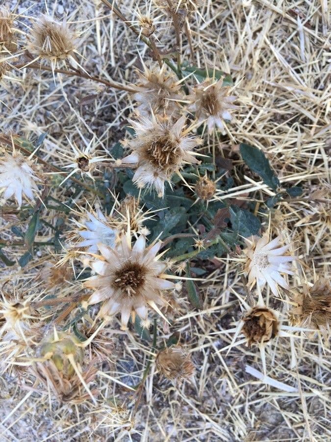 Carlina lanata 4