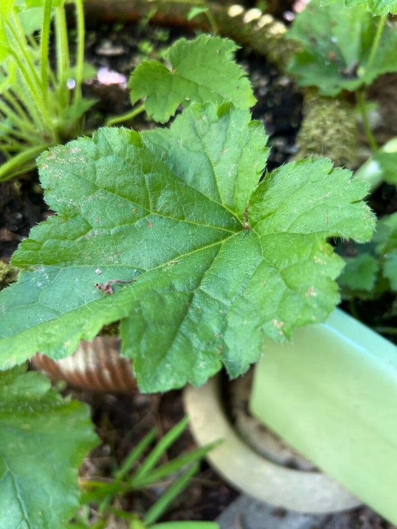 Tellima grandiflora 19