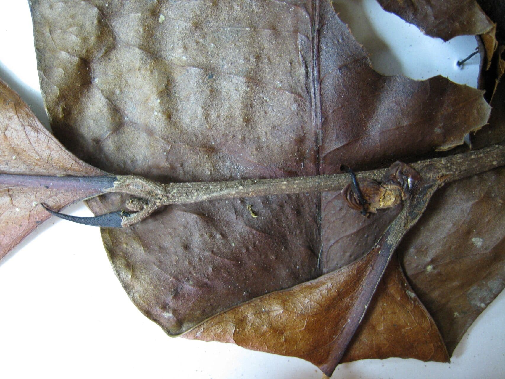 Casearia 4