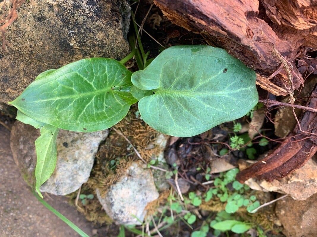 Cylindrical Calla 18