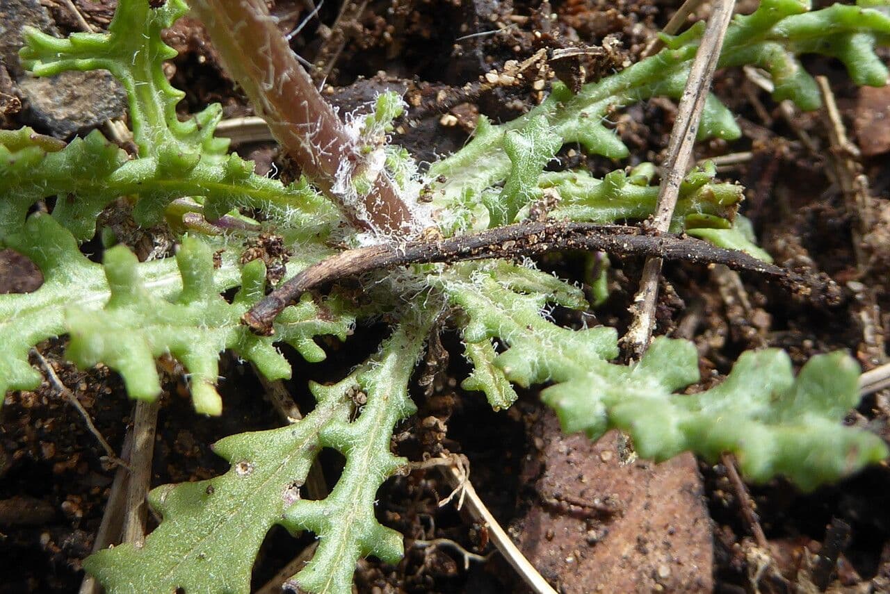 Senecio 15