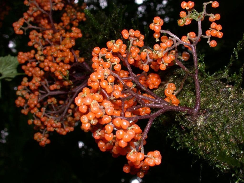 Urera simplex 2
