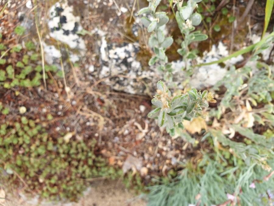 Fibigia clypeata 9