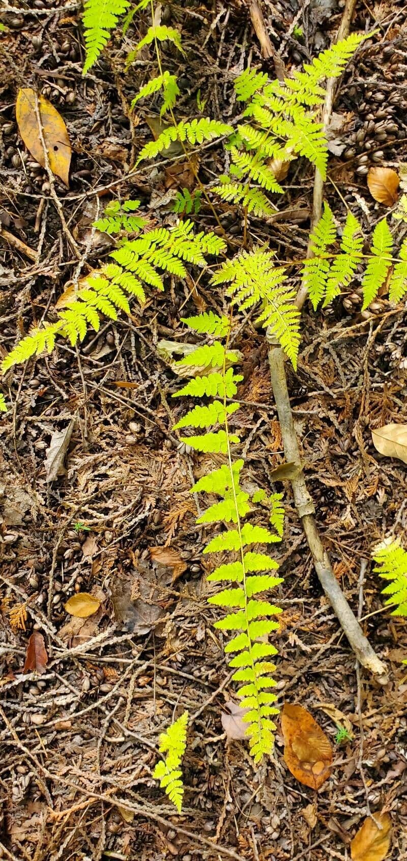 Cystopteris bulbifera 7